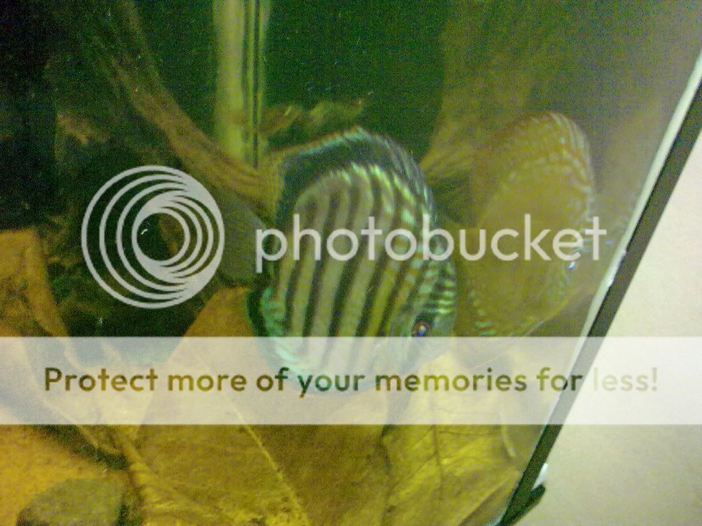 11062009217.jpg