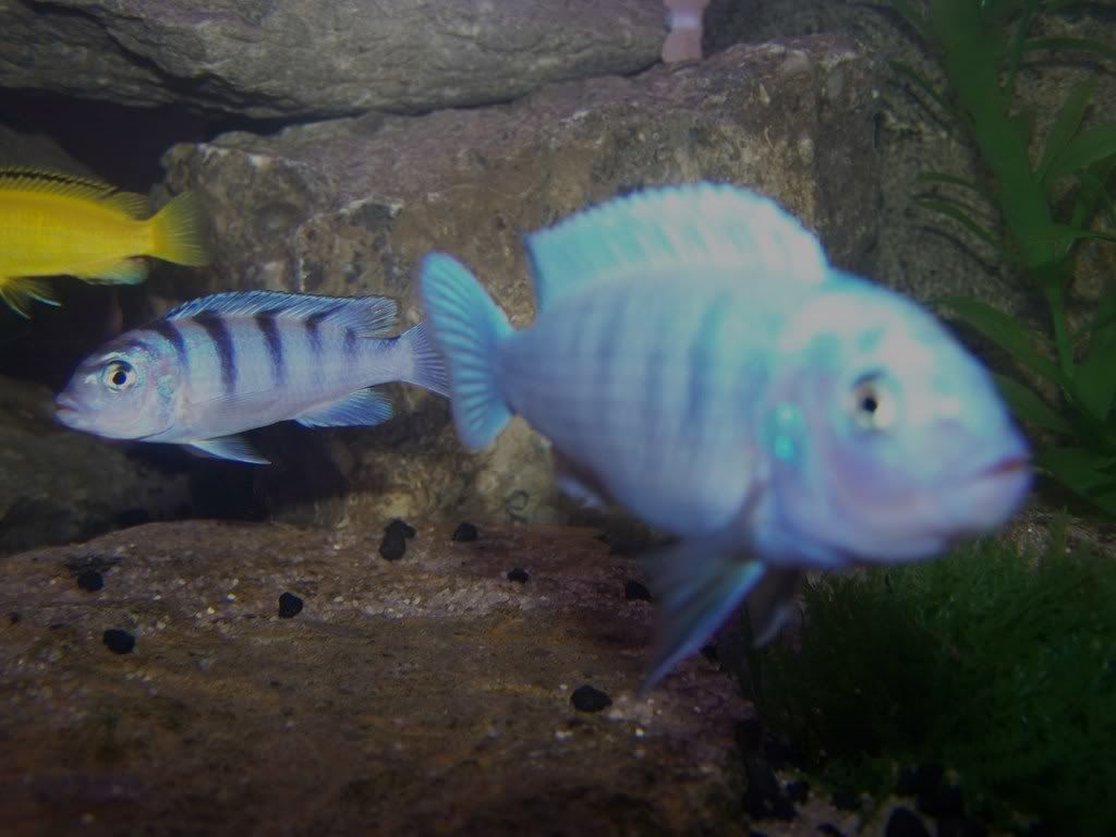 ramsandmbuna077.jpg