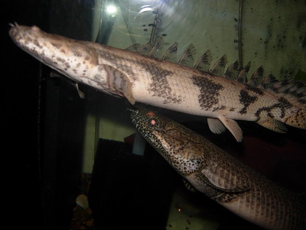 bichirs054.jpg
