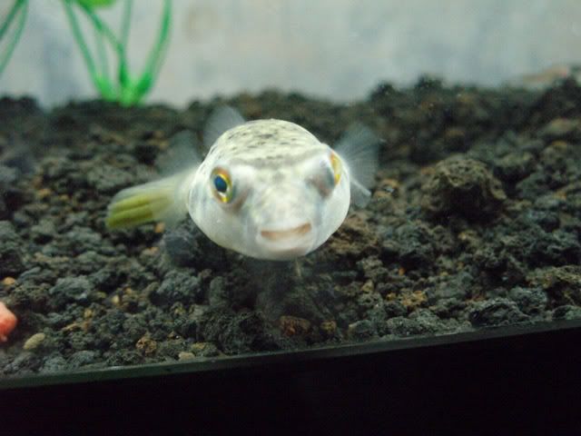 beebee002.jpg