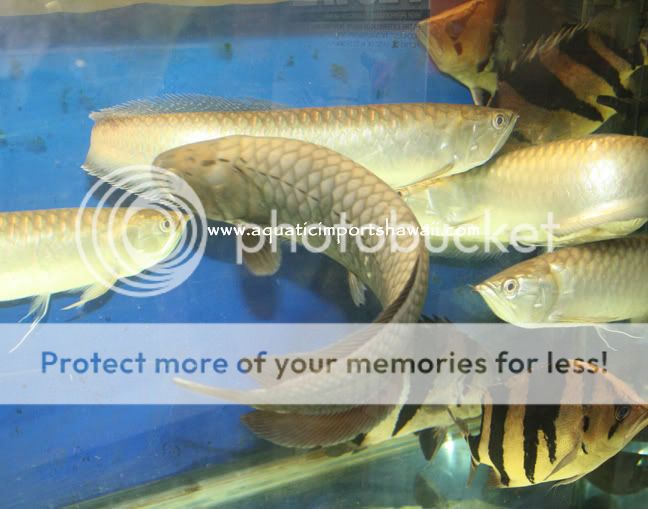 africanarowana.jpg