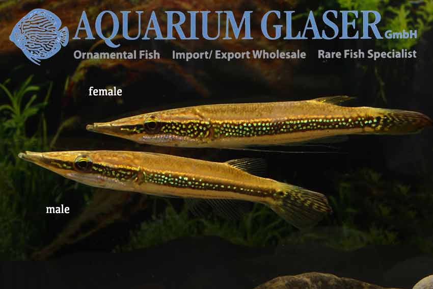 www.aquariumglaser.de