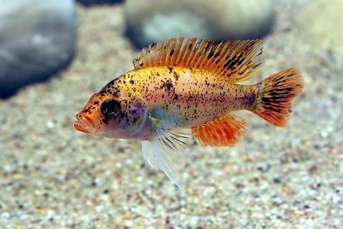 H_red_piebald02-Patrick_Eriksson-1.jpg
