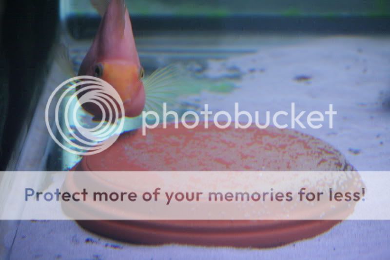 Eggs Again KML and Blood Parrot