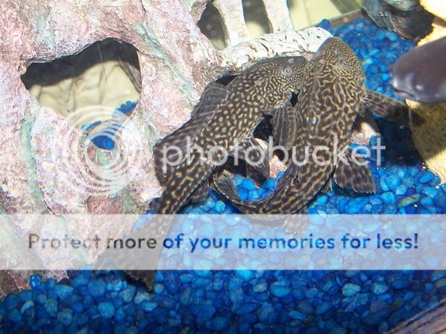 plecofight.jpg