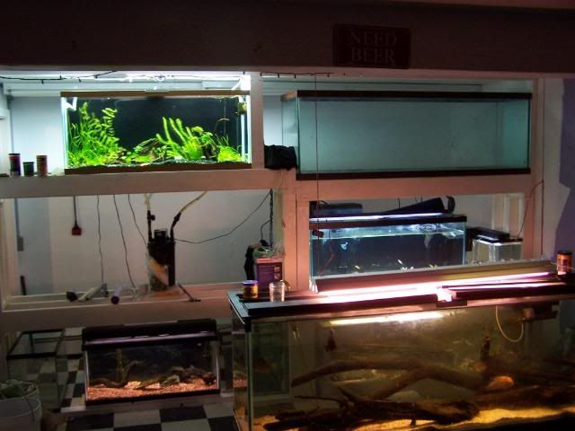 fishwall038.jpg