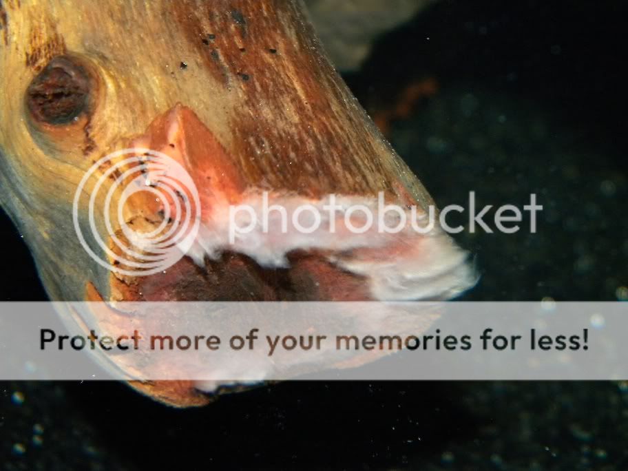 Why Does My new driftwood have some kind of white slime on it?