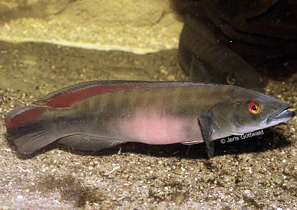 crenicichla_johanna_tocantins_1.jpg