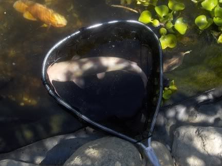 catfish002.jpg