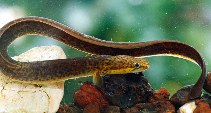 www.fishbase.de