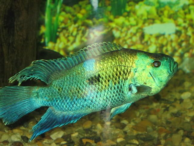 ElectricBlueJackDempsey09.jpg