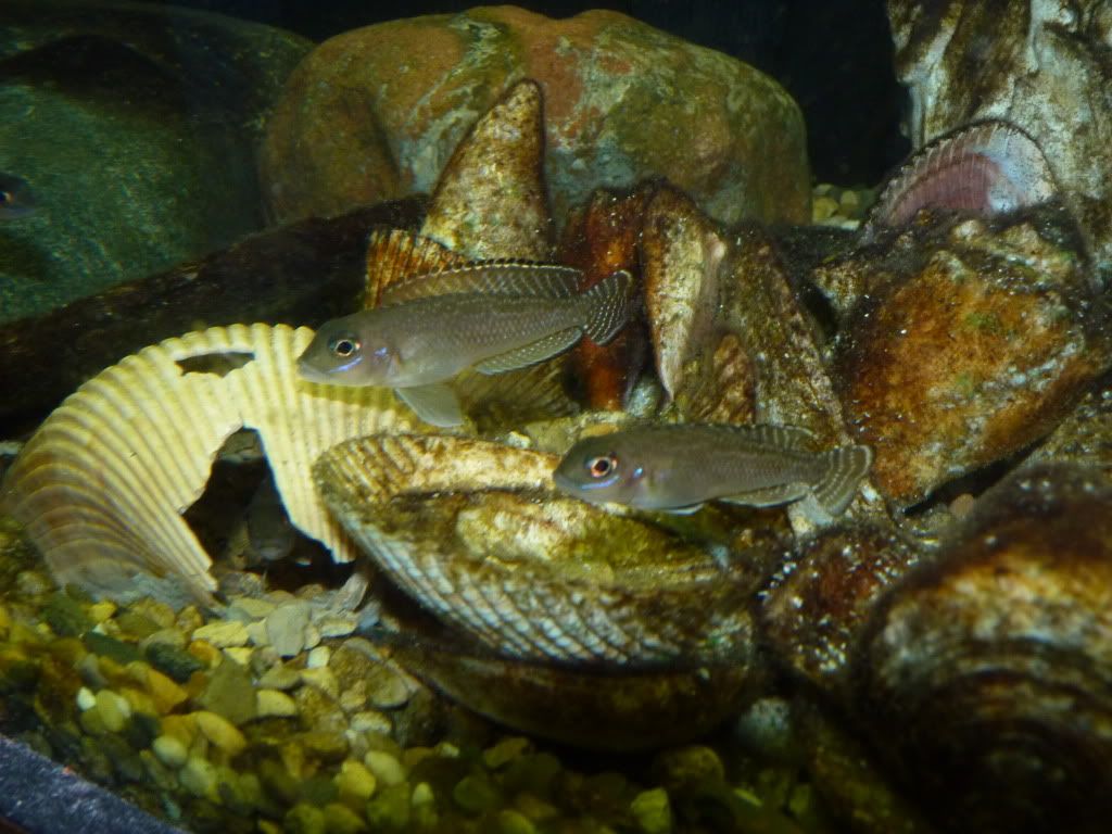 P1020439.jpg