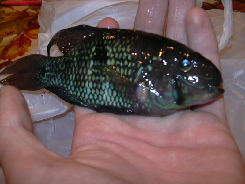 DSCN0248.jpg