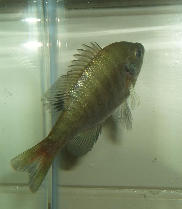 bluegill4.jpg