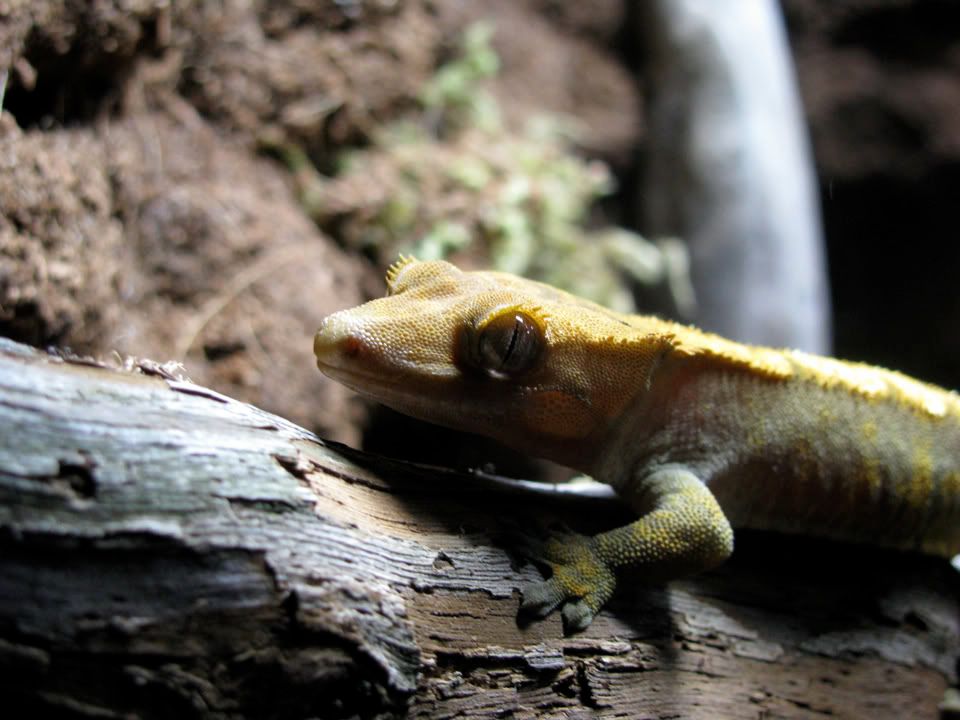 CrestedGecko.jpg