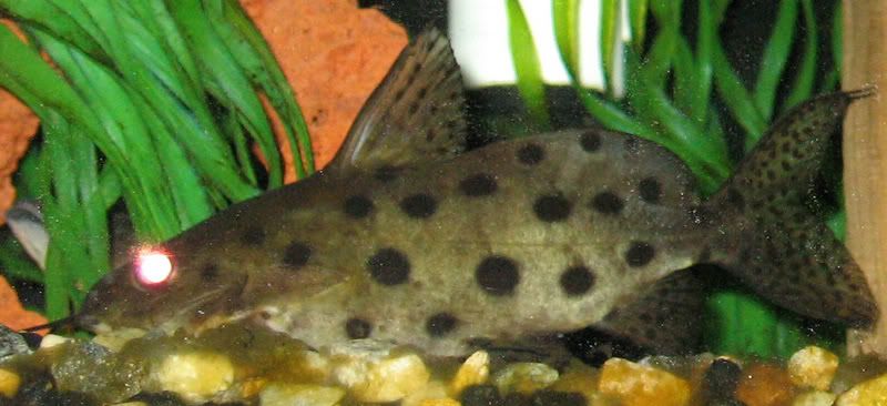 Synodontisocellifer02.jpg