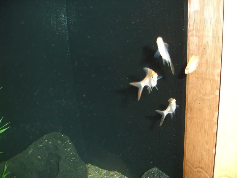 DSC02420.jpg