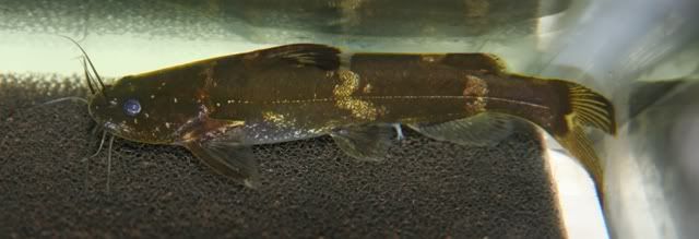MarbleLancerCatfish-1.jpg
