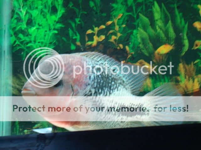 DSC05705-1.jpg