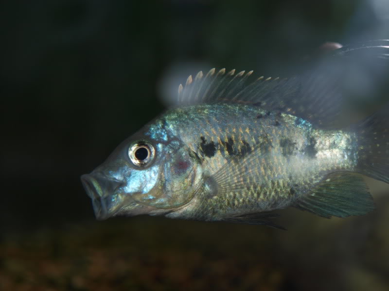 s46XTbO.jpg
