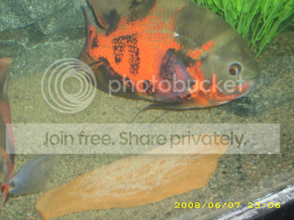 DSCI0003.jpg