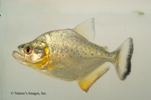 Serrasalmus_cf_compressus.jpg