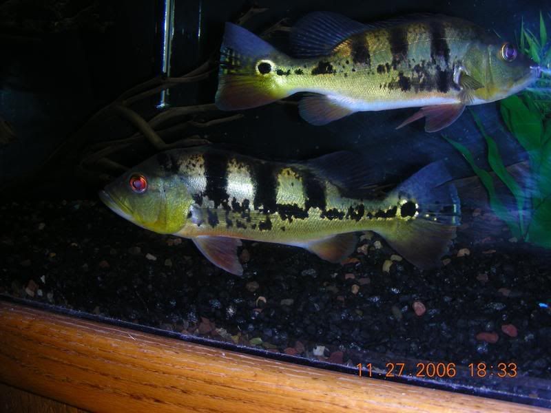 DSCN1176.jpg