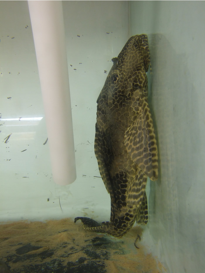 120509Gibbiceps.jpg