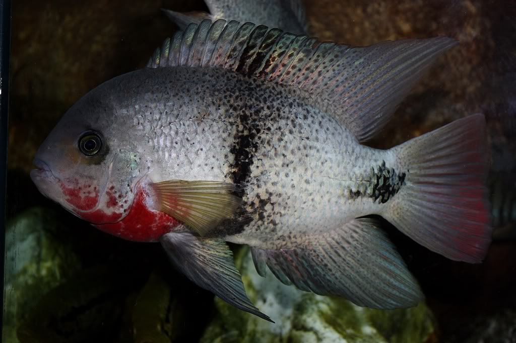 cdd04679.jpg