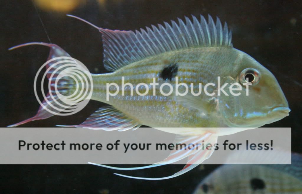 Geophagus_abalios_052109_02.jpg