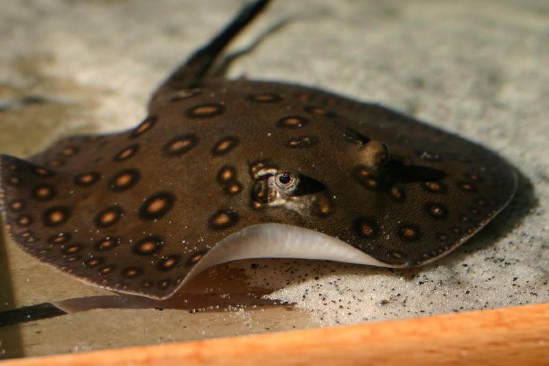 raytank098.jpg