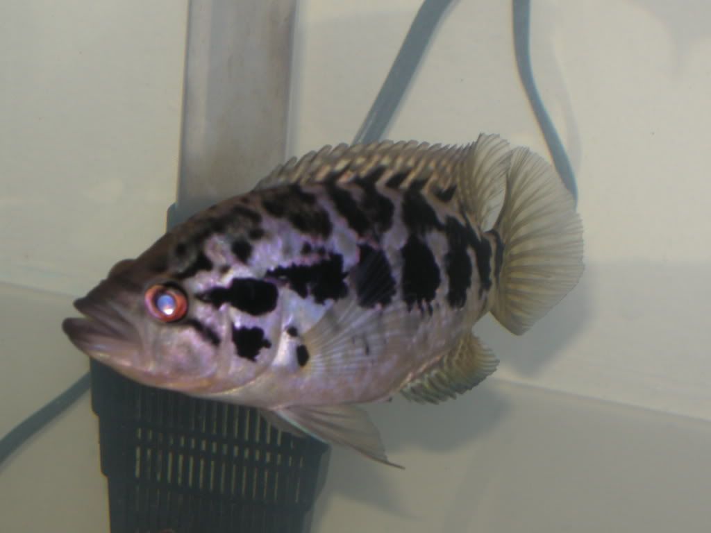 DSCN3674.jpg