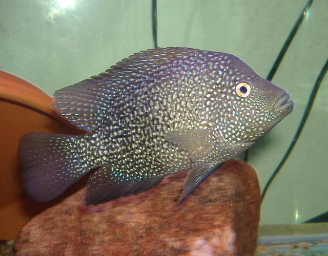 DSCF1293.jpg