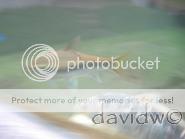 Mahseer5211.jpg