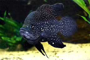 paratilapia_polleni_male_2-288x192.jpg