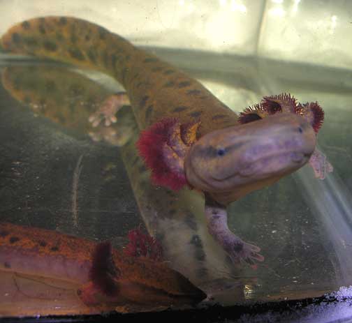 mudpuppy-800-small.jpg