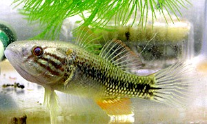 Dormitator%20latifrons%20%28P%29.jpg