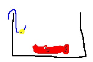 congopuffer.jpg