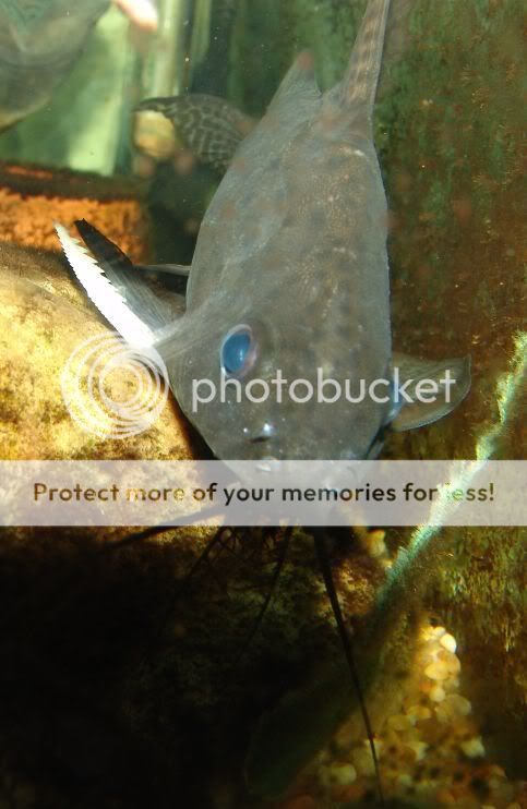 Synodontis3.jpg