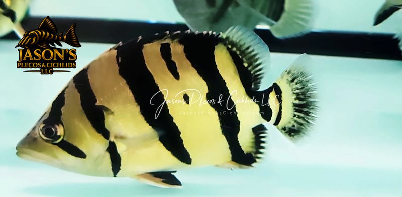 jasonsplecoscichlids.com
