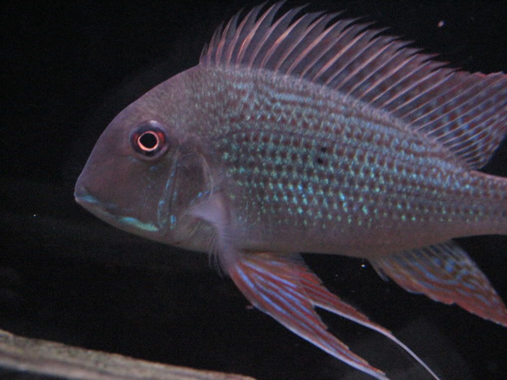 Fishtank019.jpg