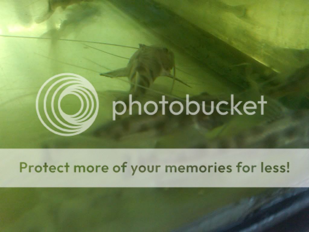IMG00362-20110109-15474.jpg