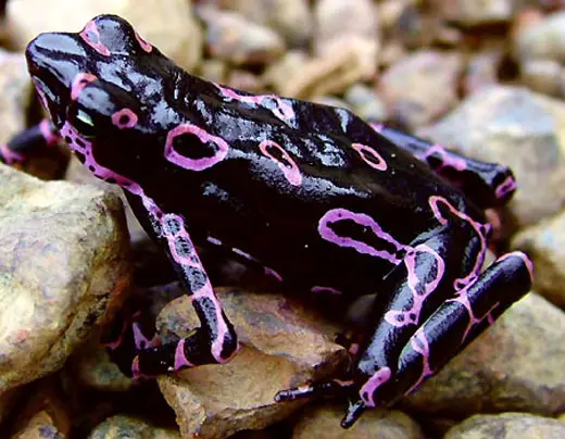 atelopus-frog.jpg