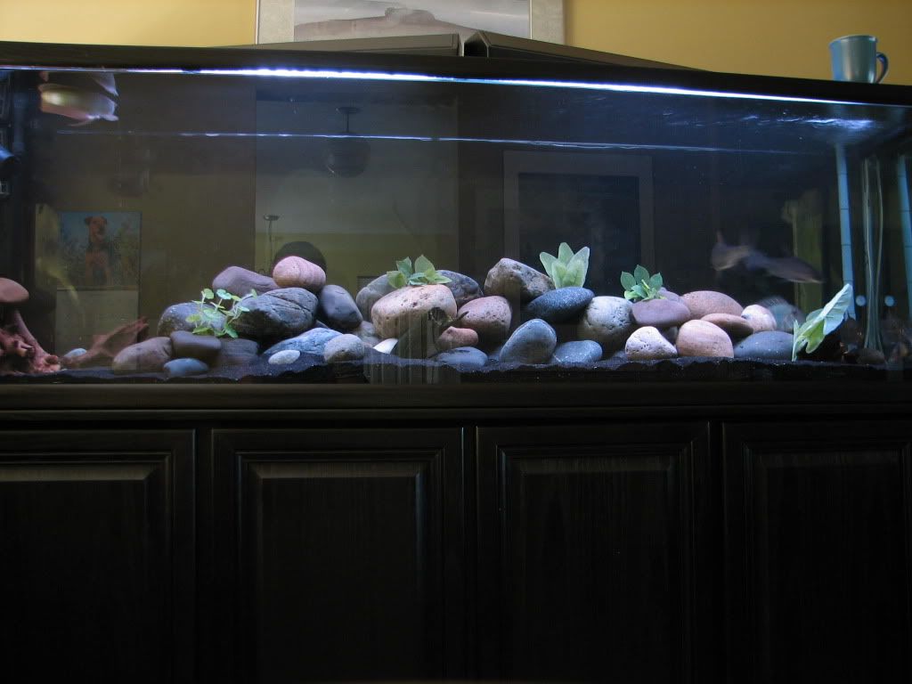 Fishtank030.jpg