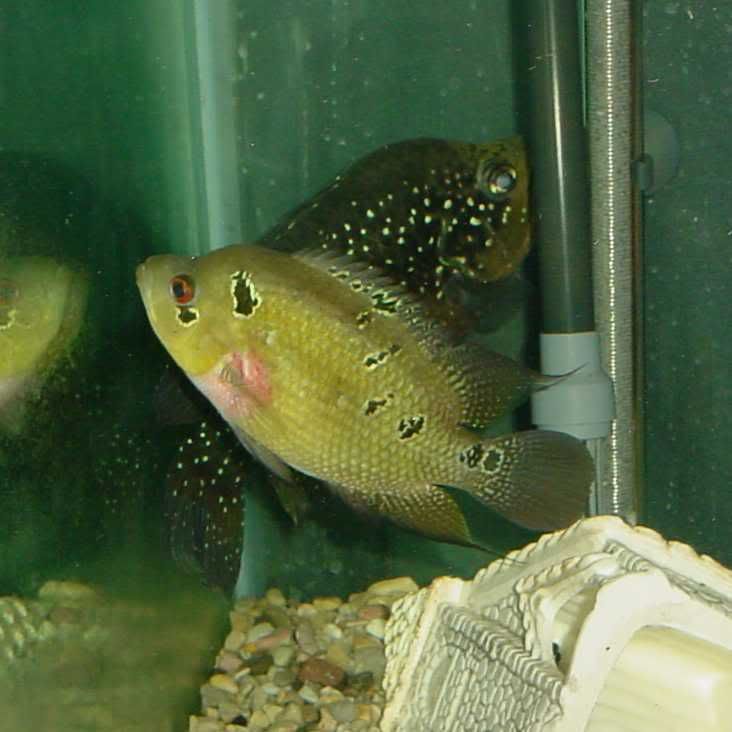 120708trimacpolleni.jpg