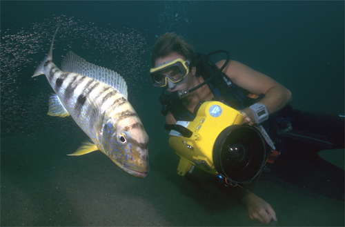 Filming-emperor-cichlid-mai.jpg