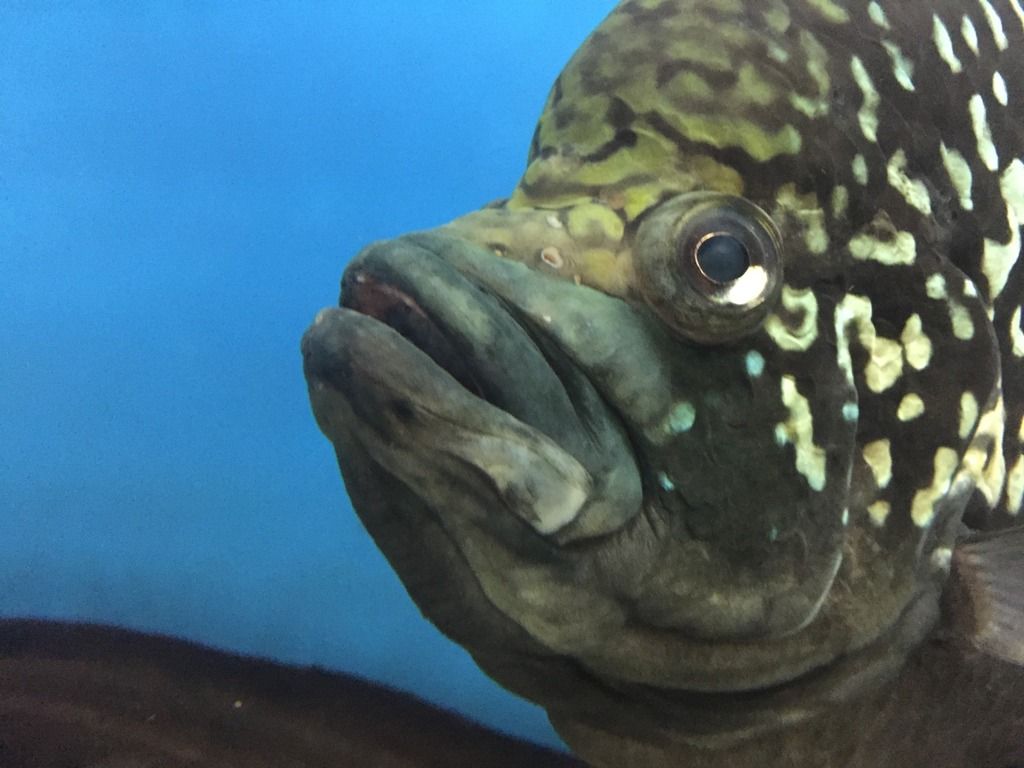 Paratilapia Sp Andapa Face Profile Monsterfishkeepers Com