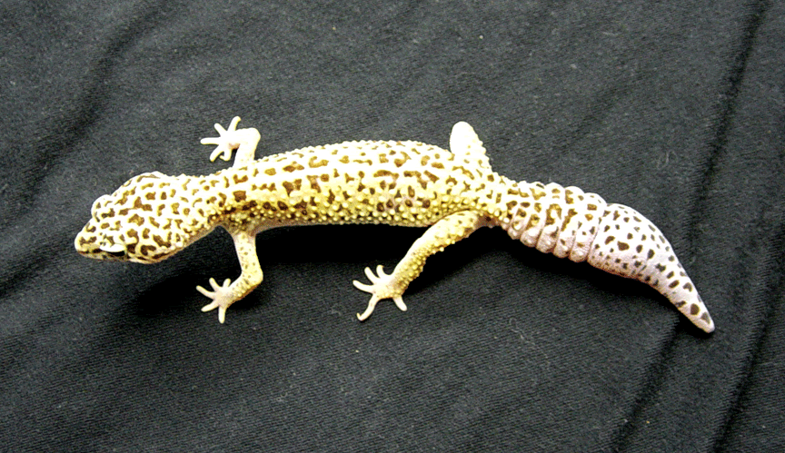 Female-Leopard-Gecko-3.gif