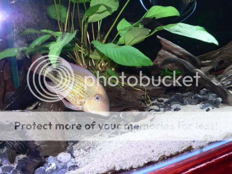Fishtank4.jpg