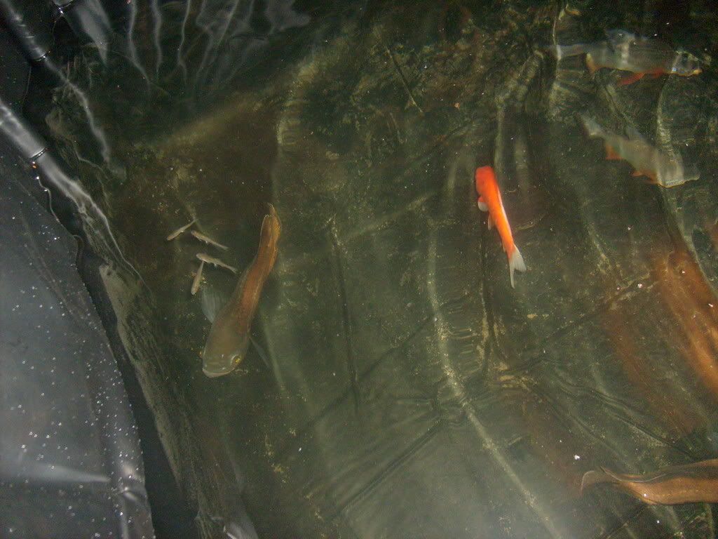 S6300008-1.jpg